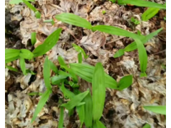 當歸除草劑哪種好-當歸除草效果圖_云南當歸除草劑圖2