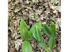 當歸除草劑哪種好-當歸除草效果圖_云南當歸除草劑圖3