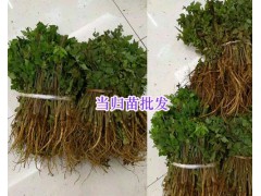 當(dāng)歸苗種植技術(shù)/昆明當(dāng)歸苗銷(xiāo)售部_云南藥材種苗信息圖2