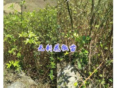 云南無刺花椒苗供應(yīng)&保山無刺花椒苗價(jià)格-保山市無刺花椒基地圖3