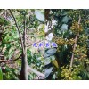 云南哪有無(wú)刺花椒苗400-6633-626 無(wú)刺花椒一棵價(jià)格