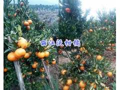 云南椪柑苗供應(yīng)-麗江柑橘/沃桔苗銷售圖2