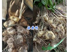白花滇黃精和紅花黃精哪種好/紅花滇黃精苗一棵多少錢(qián)圖1