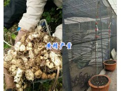 白花滇黃精和紅花黃精哪種好/紅花滇黃精苗一棵多少錢(qián)圖2