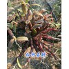 哪有紅桿石斛？3年生紅桿軟腳石斛銷售-