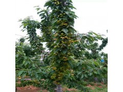 櫻桃苗紅燈櫻桃苗矮化櫻桃苗結(jié)果早圖1