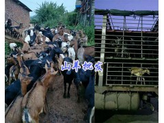 努比亞山羊批發(fā)_云南黑山羊種羊-昆明波爾山羊養(yǎng)殖圖3