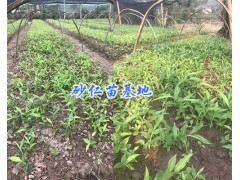 云南砂仁種植基地#供應紅河-文山砂仁苗_優(yōu)質(zhì)砂仁苗批發(fā)圖1