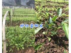 云南砂仁種植基地#供應紅河-文山砂仁苗_優(yōu)質(zhì)砂仁苗批發(fā)圖2