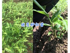 云南砂仁種植基地#供應紅河-文山砂仁苗_優(yōu)質(zhì)砂仁苗批發(fā)圖3