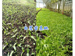 昭通/楚雄/紅河白芨苗批發(fā)-產(chǎn)地曲靖紫花白芨苗_云南白芨苗圖2