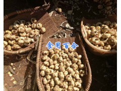 鮮百合球多少錢一斤？曲靖百合球批發(fā)_云南百合供應(yīng)信息圖1