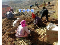 云南自產(chǎn)自銷百合：宣威百合批發(fā)量大從優(yōu)，長(zhǎng)期保證貨源圖2