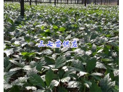 正宗文山三七苗-2018三七苗批發(fā)報(bào)價(jià)圖2