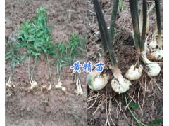 多花姜型甜黃精苗批發(fā)/三叉白芨馴化苗供應(yīng)-云南白芨栽培技術(shù)圖2