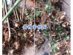 多花姜型甜黃精苗批發(fā)/三叉白芨馴化苗供應(yīng)-云南白芨栽培技術(shù)圖3