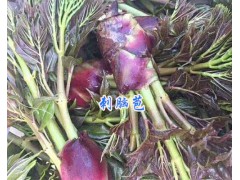 刺腦苞菜-新鮮刺腦苞供應(yīng)/刺腦苞銷售圖1