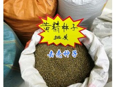 黃精種子批發(fā)/去殼黃精種子，無雜質(zhì)。昆明黃精種子供應(yīng)圖1