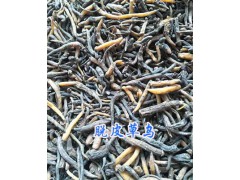 云南曲靖當歸干貨批發(fā)/脫皮草烏成品供應圖2