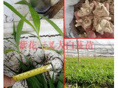 云南紫花白芨苗/供應(yīng)大理麗江楚雄三叉白芨苗_大理藥材苗圖3