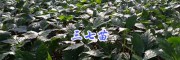 三七小苗價(jià)格-產(chǎn)地三七苗，供應(yīng)曲靖紅河三七苗