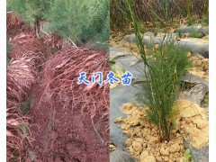 云南優(yōu)質天冬加工&天冬去皮圖片/玉溪高產天冬苗-青野藥材開發(fā)圖2