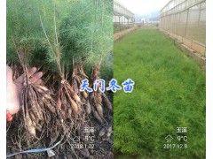 云南大天冬藥材開發(fā)@近期天門冬苗供應(yīng)-高產(chǎn)天冬種子種苗圖1