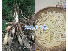 云南優(yōu)質天冬加工&天冬去皮圖片/玉溪高產天冬苗-青野藥材開發(fā)圖1