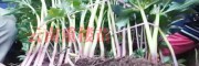 4月份云南三叉白芨苗出售-產(chǎn)地大理白芨/供應(yīng)麗江保山白芨苗