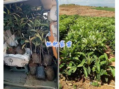 供應(yīng)楚雄麗江枇杷苗-大理賓川枇杷袋苗*13577867315圖2