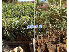 供應(yīng)楚雄麗江枇杷苗-大理賓川枇杷袋苗*13577867315圖3