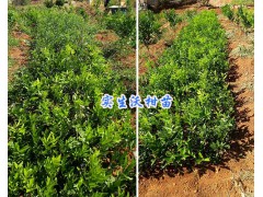 云南柑橘苗供應產(chǎn)地之一：大理賓川柑橘苗-皇帝柑/沃柑苗圖3