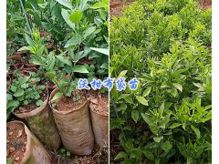 香橙嫁接沃柑苗供應%大理枇杷袋苗-嫁接枇杷種苗_云南果苗供應圖2
