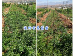 云南柑橘苗大理基地：貢柑（皇帝柑）袋苗/沃柑苗出售圖2
