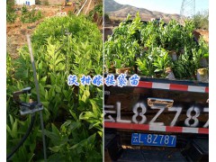 云南哪里沃柑苗多？大理沃柑苗多少錢(qián)/嫁接沃柑袋苗圖1