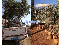大理優(yōu)質(zhì)水果柑橘苗：賓川嫁接沃柑苗&2m枇杷苗銷售圖1
