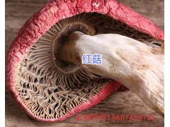 優(yōu)質紅菇干貨-/云南紅菇批發(fā)圖2