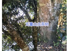 無量山古樹茶葉-普洱古樹茶批發(fā)_云南古樹茶葉銷售圖3