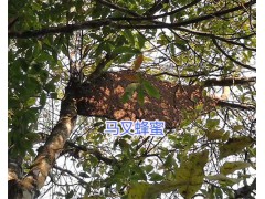 云南馬叉蜂蜜、薄殼核桃銷售圖2