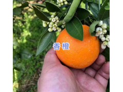 青柚批發(fā)-泰國青柚子/紅河州香橙銷售圖2