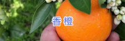 云南青柚價(jià)格-紅河州泰國(guó)青柚種植，屏邊香橙批發(fā)