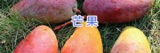 云南芒果批發(fā)-產(chǎn)地屏邊菠蘿、榴蓮銷售