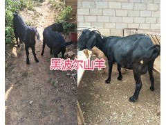 哪種波爾羊好？黑波爾羊養(yǎng)殖方法圖3