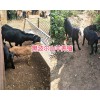 哪種波爾羊好？黑波爾羊養(yǎng)殖方法