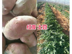 紅皮洋芋價(jià)格-供應(yīng)昆明紅皮洋芋圖2