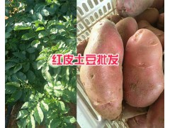 云南紅皮洋芋批發(fā)#楚雄紅皮土豆基地-永仁洋芋圖2