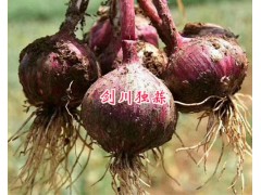 獨蒜一斤多少錢#云南紫皮獨頭蒜-大理獨蒜圖片圖3