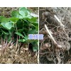 多芽滇重樓苗-昆明多芽滇重樓苗供應(yīng)