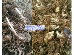 多芽滇重樓苗-昆明多芽滇重樓苗供應(yīng)圖3