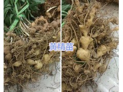 螺螄灣滇黃精苗批發(fā)*滇黃精種苗價格咨詢圖1